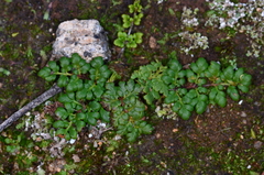 Anogramma leptophylla