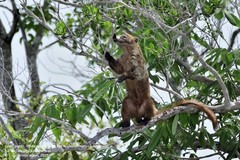 Nasua narica yucatanica