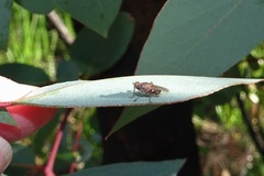 Sciomyzoidea