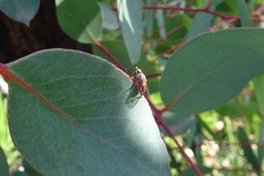 Sciomyzoidea