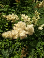Filipendula ulmaria
