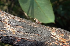 Sciomyzoidea
