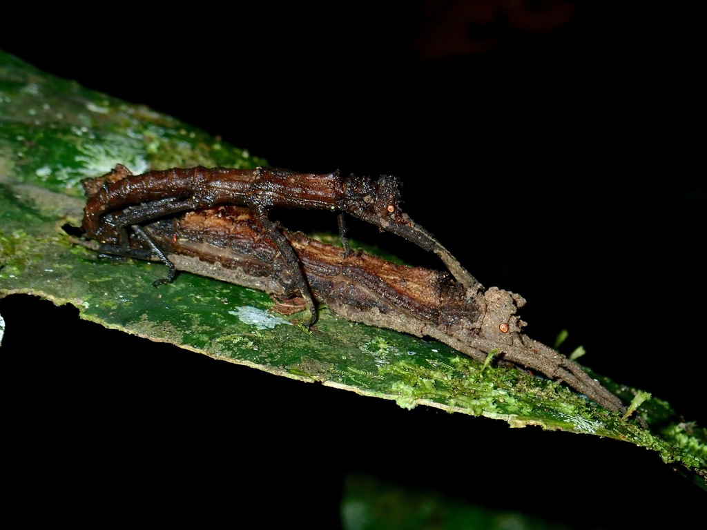 Pylaemenes sepilokensis