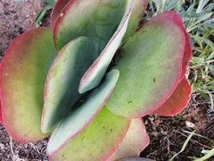 Kalanchoe luciae