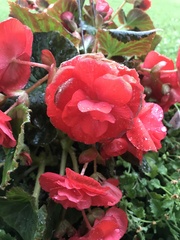 Begonia × tuberhybrida