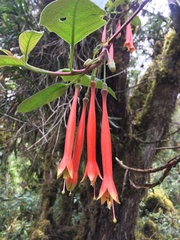 Fuchsia apetala