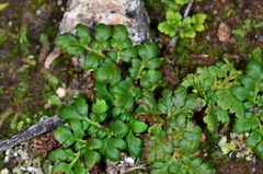Anogramma leptophylla