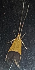 Crocanthes micradelpha