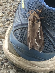 Abantiades argyrosticha