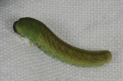 Tenthredo atra