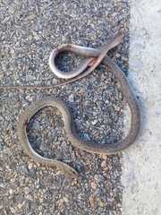 Philodryas nattereri