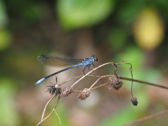 Bayadera brevicauda