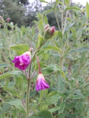 Epilobium hirsutum