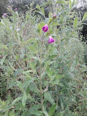 Epilobium hirsutum