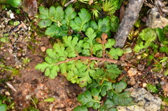 Anogramma leptophylla