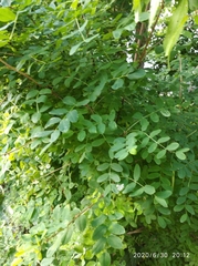 Caragana arborescens