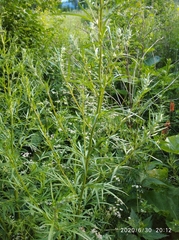 Artemisia vulgaris