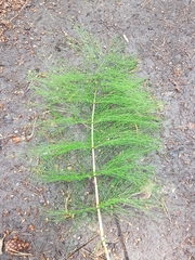 Equisetum sylvaticum