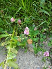 Trifolium pratense