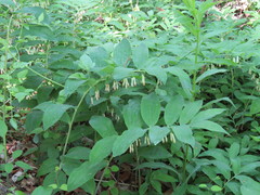 Polygonatum