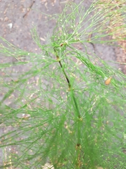 Equisetum sylvaticum