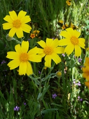 Monolopia lanceolata