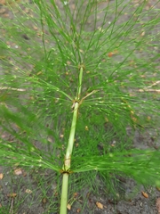 Equisetum sylvaticum