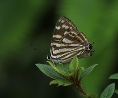Dodona maculosa