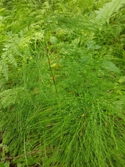 Equisetum sylvaticum