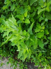 Chenopodium album