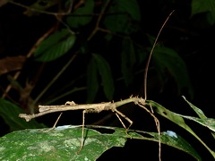 Centrophasma longipennis