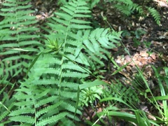 Carex folliculata