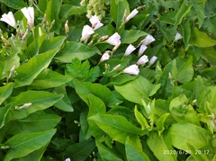 Convolvulus arvensis