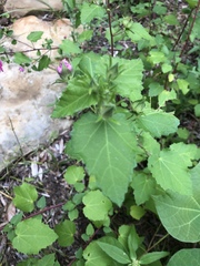 Pavonia lasiopetala