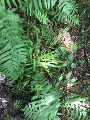 Carex folliculata