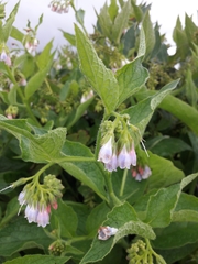 Symphytum × uplandicum