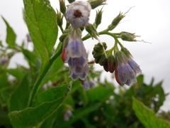 Symphytum × uplandicum