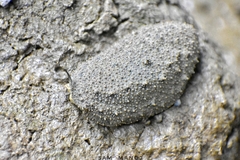 Onchidium