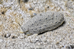 Onchidium