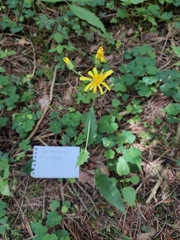 Hieracium sylvularum