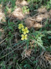 Diplotaxis tenuifolia