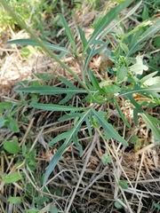 Diplotaxis tenuifolia