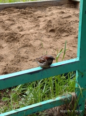 Passer domesticus