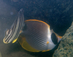 Chaetodon adiergastos