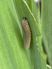 Rhadinoceraea micans