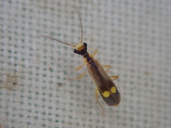 Malthinus seriepunctatus