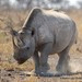 Southern Black Rhinoceros - Photo (c) Markus  Lilje, some rights reserved (CC BY-NC-ND), uploaded by markus lilje