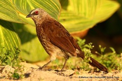 Turdoides hartlaubii