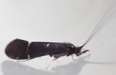 Athripsodes bilineatus