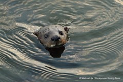 Hydrictis maculicollis